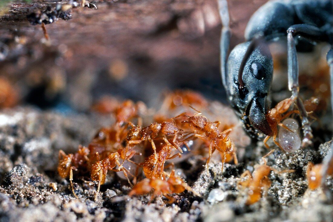 Cohabiting ant species