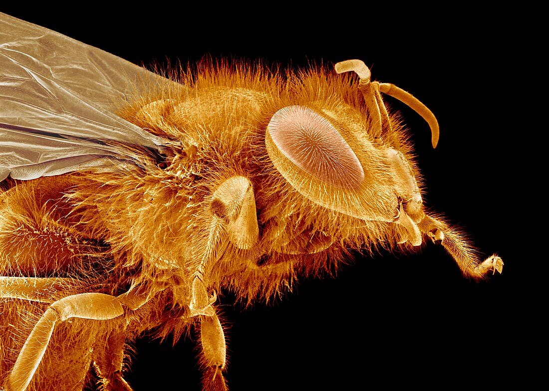 Honey bee,SEM
