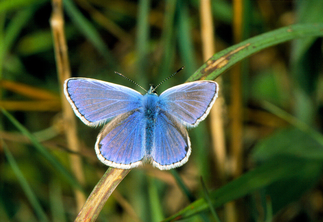 Common blue butterfly,Polyommatus icarus