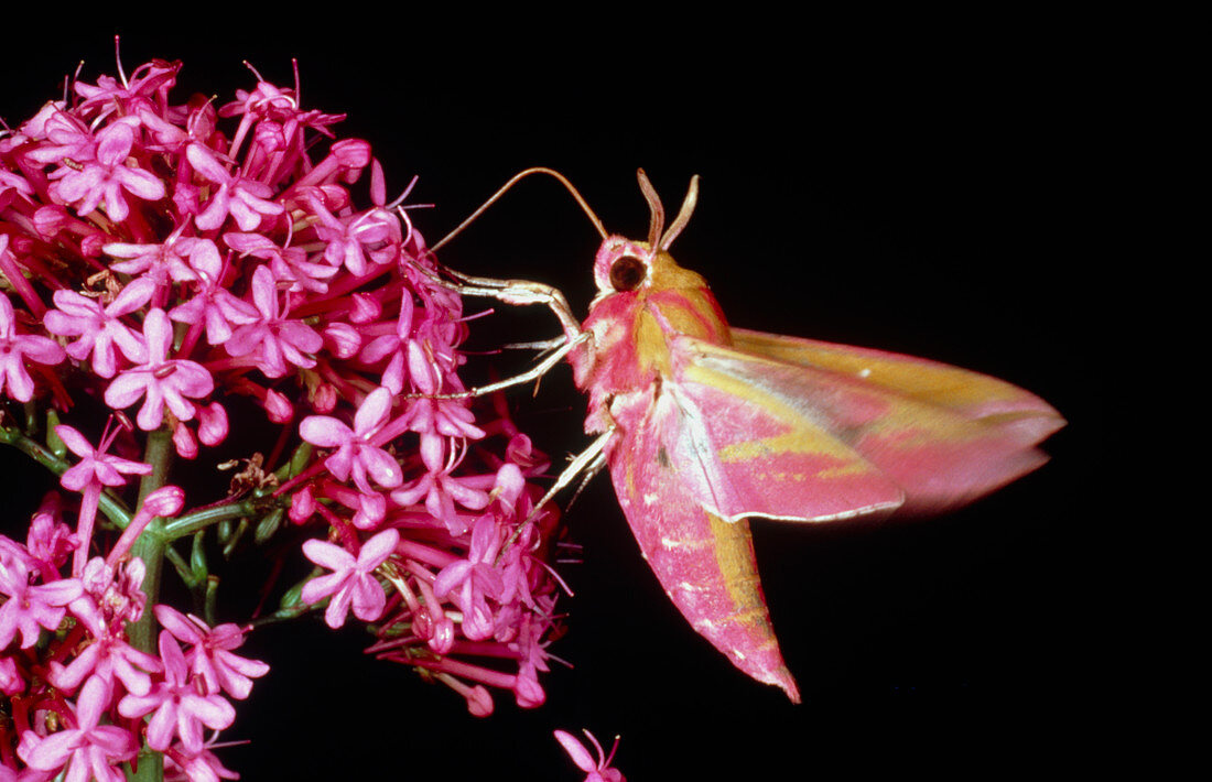 Sphinx moth,Deilephila,nectar-feeding on flower