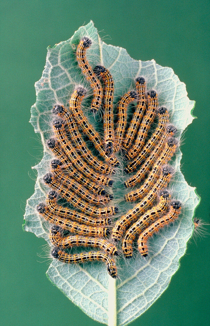 Buff Tip moth caterpillars feeding on a leaf
