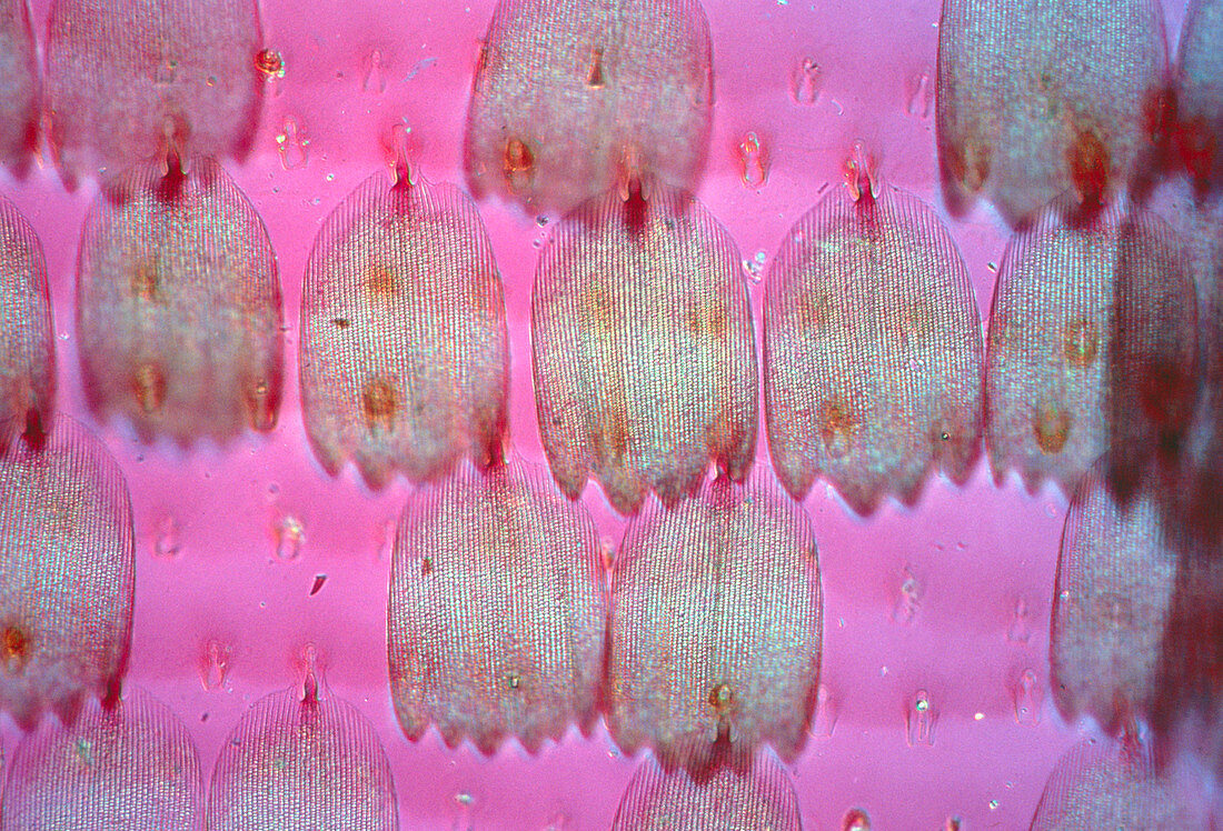 Light micrograph of scales on a butterfly's wing