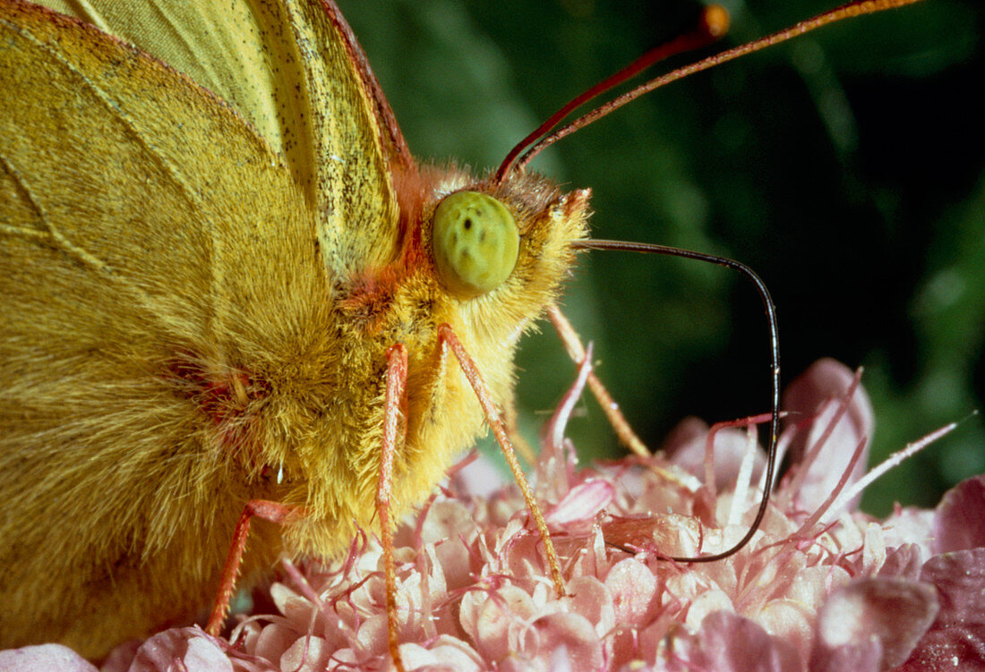 Macrophotograph of the proboscis of a butterfly