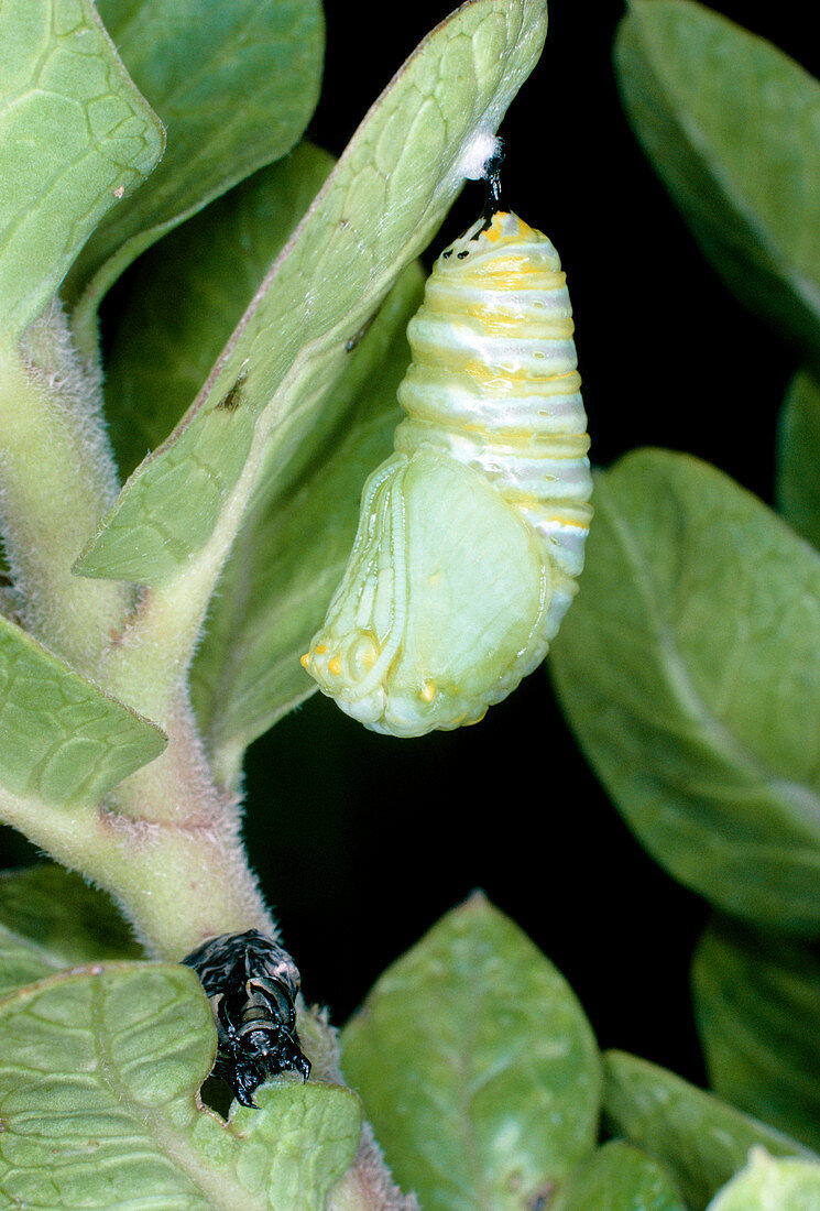 Pupa of Monarch butterfly (Danaus plexippus)