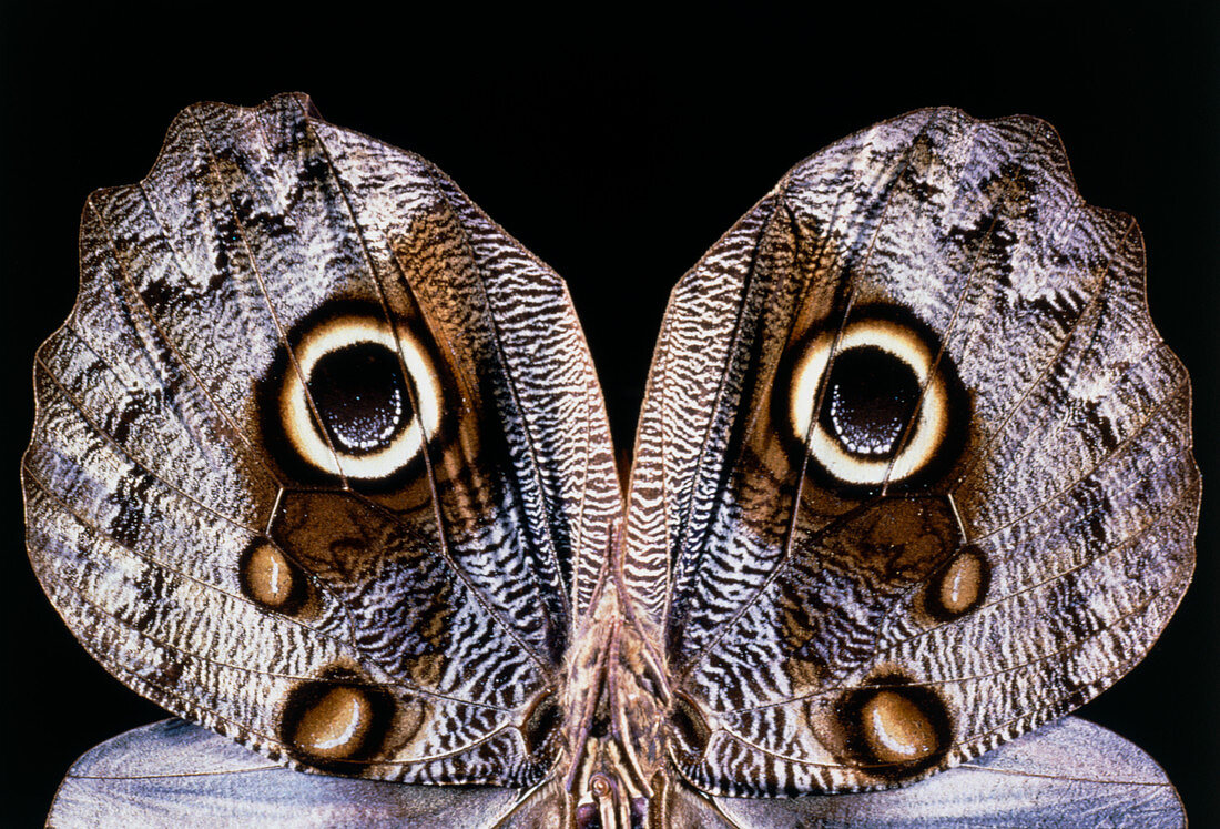 Eyespots on the wings of the Owlet moth,Caligo