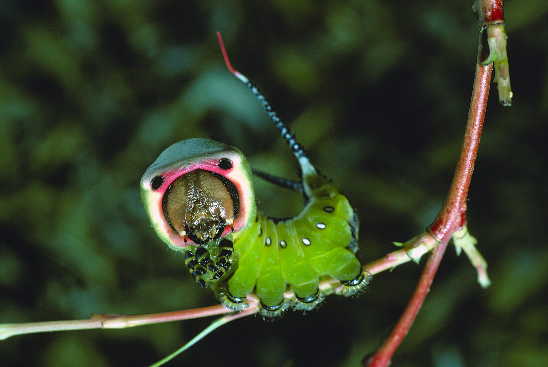 Defence posture of the caterpillar,Cerura vinula