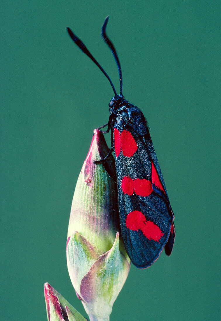 Moth,Zygaena trifolii,with warning colouration