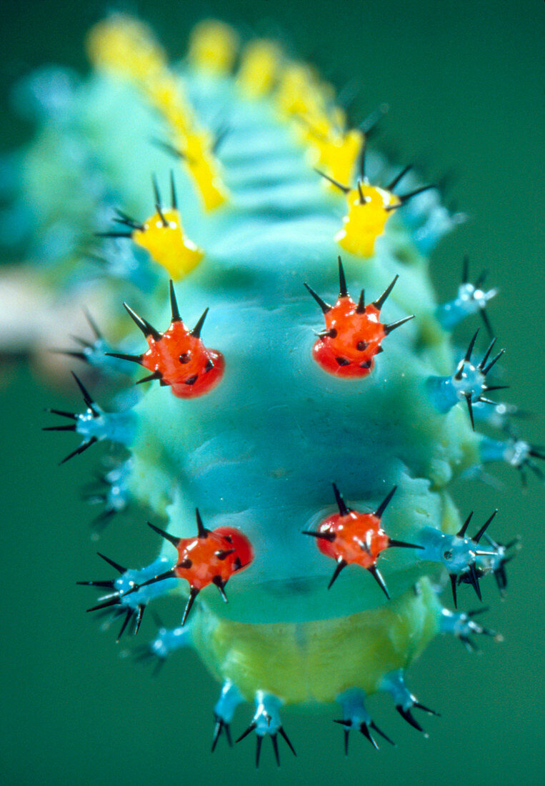 Caterpillar Hyalophora cecropia,in warning colour