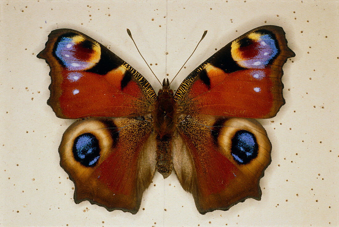 Pinned specimen of peacock butterfly,Inachis io