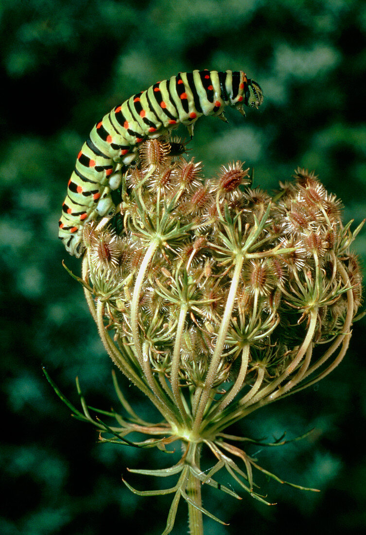 Swallowtail caterpillar with warning colouration