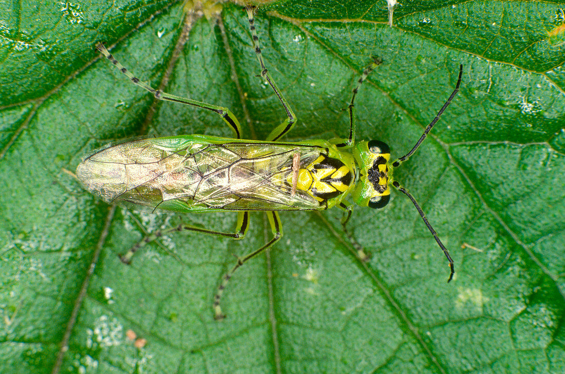 Adult sawfly