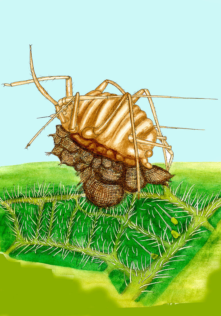 Parasitised aphid