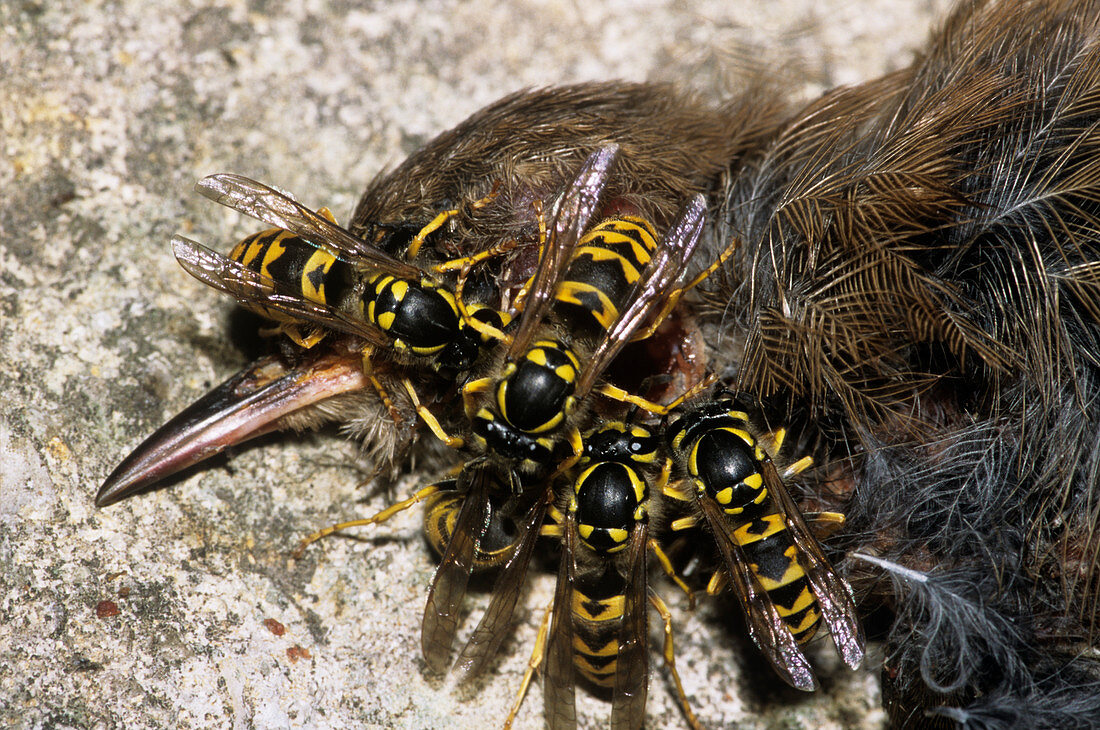 Common wasps feeding on a dead bird