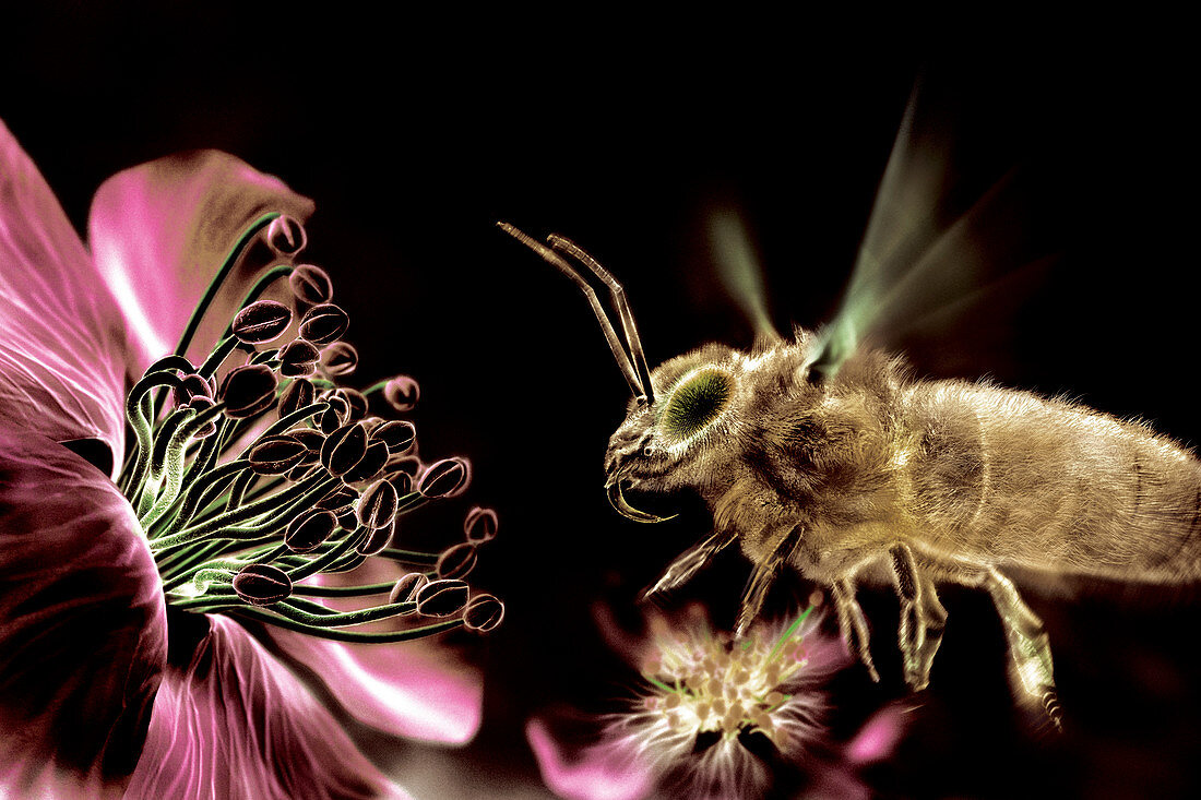 Bee and flower,computer artwork
