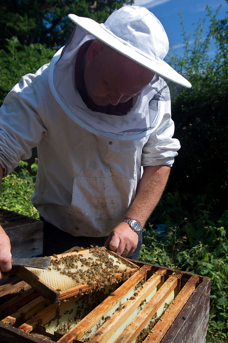 Beekeeper holding a brood frame
