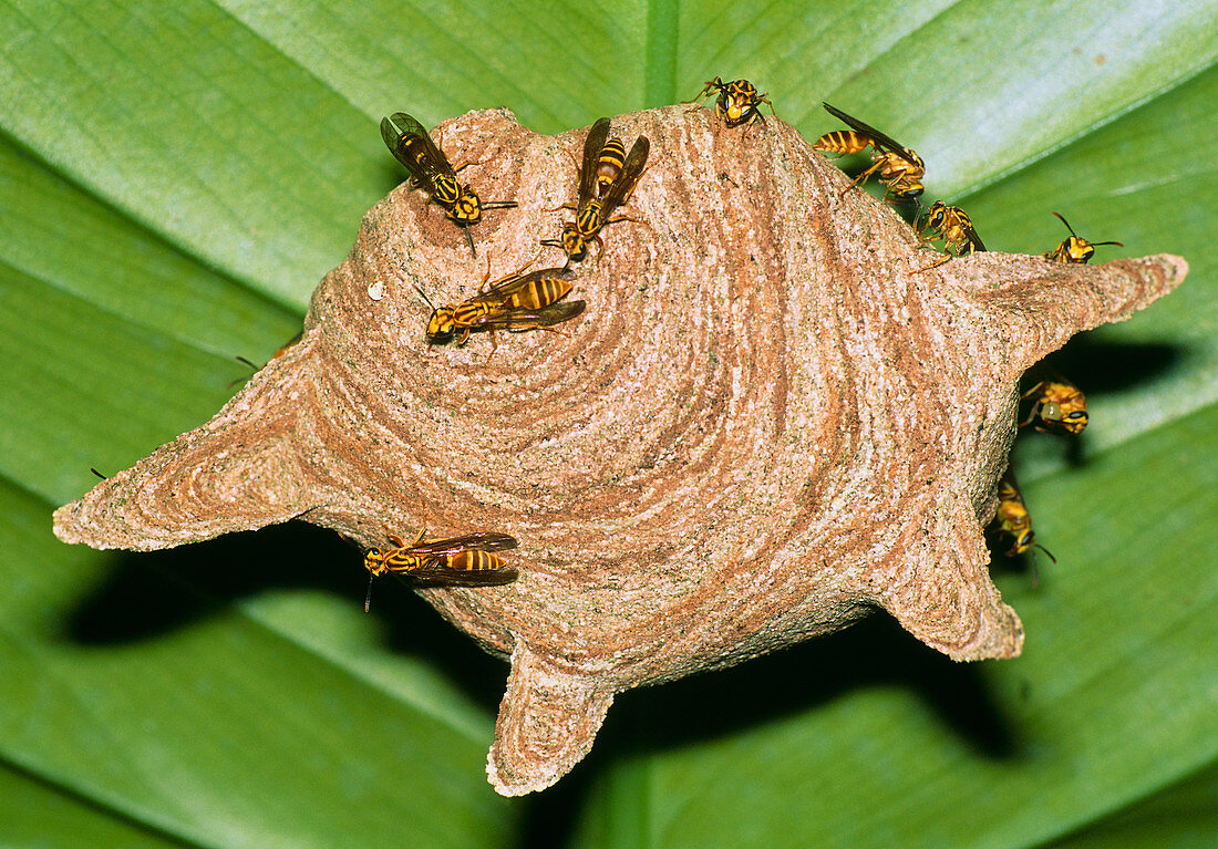 Paper wasps on their nest