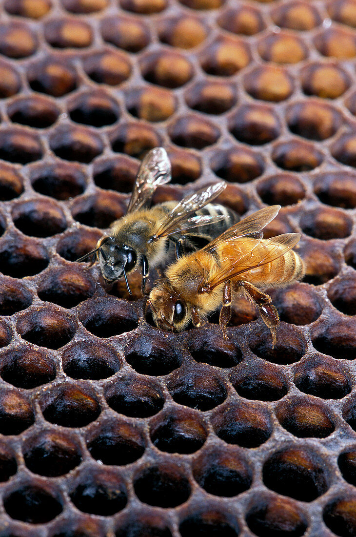 Africanised and European honey bees
