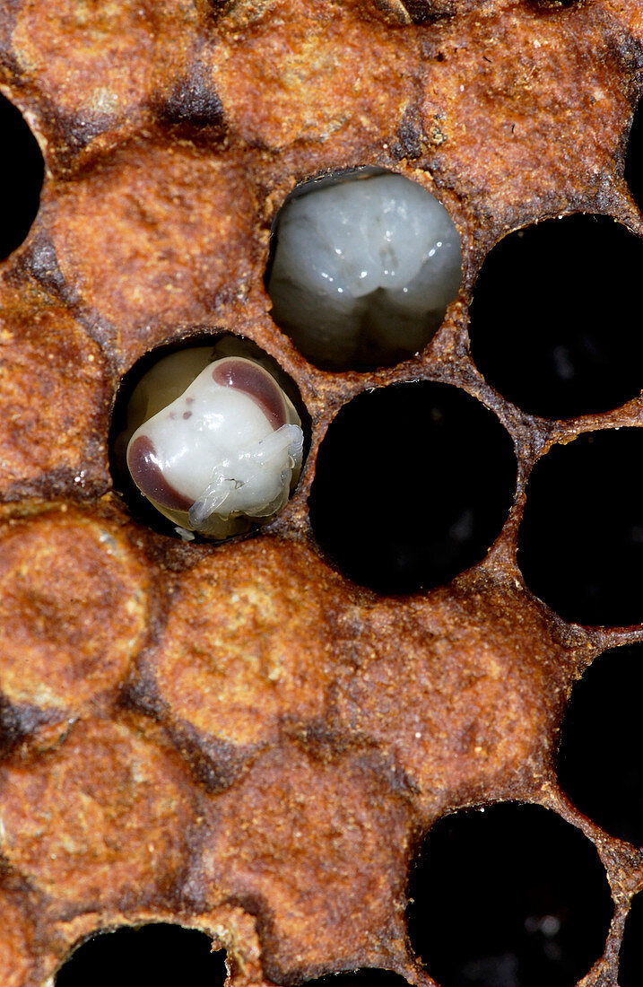 Honeybee brood
