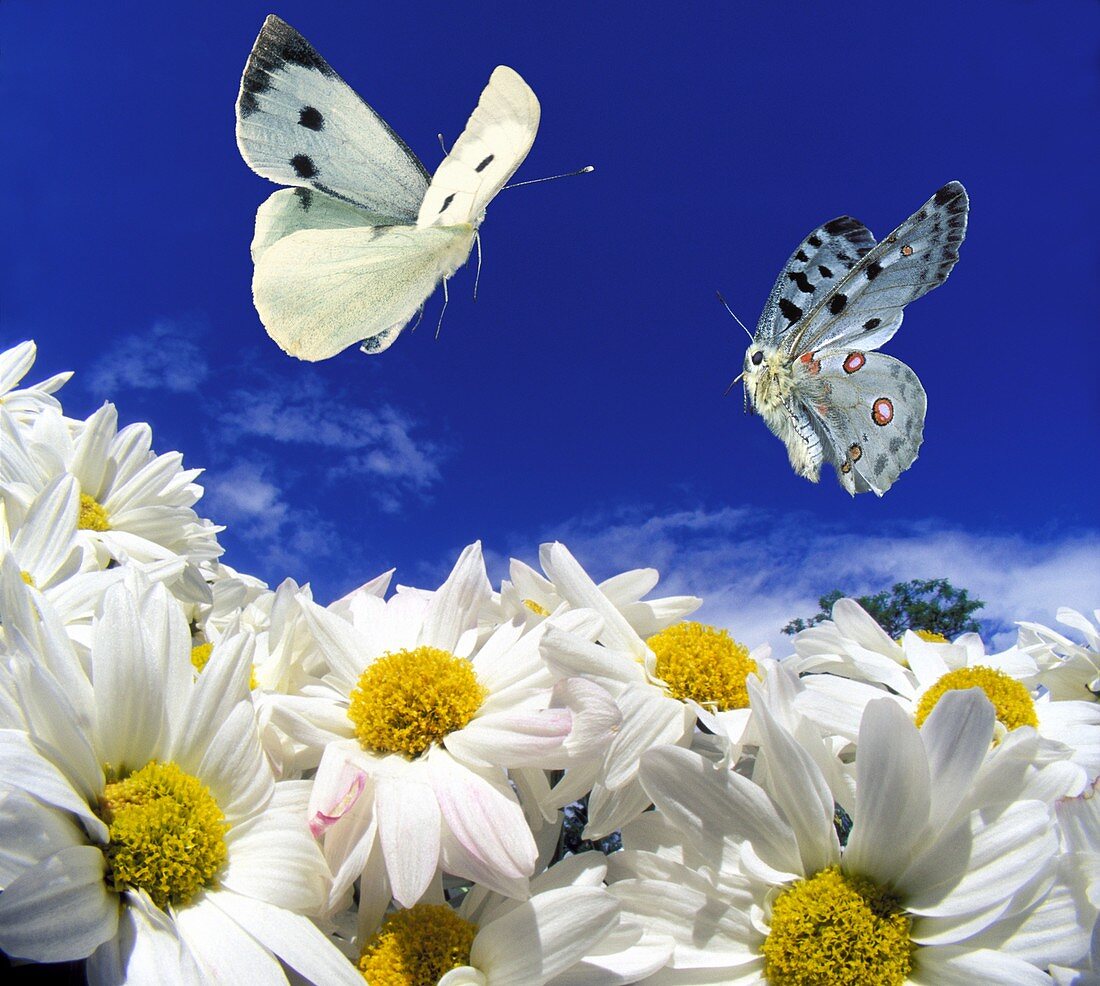 Large white and apollo butterflies