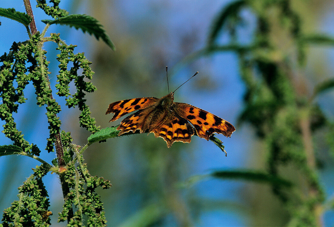 Comma butterfly