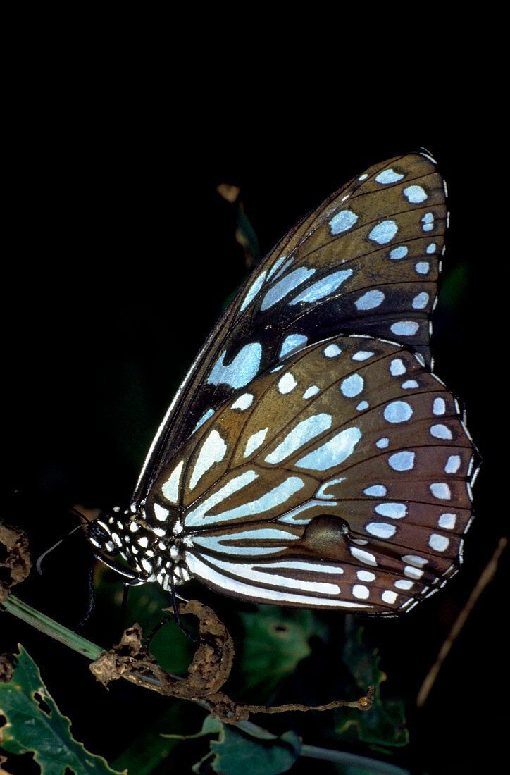 Blue monarch butterfly