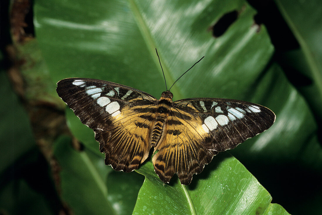 The clipper butterfly