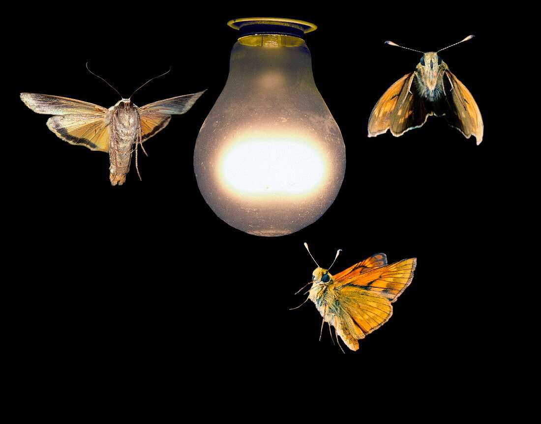 Moths around a light bulb