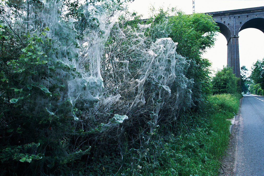 Caterpillar webs