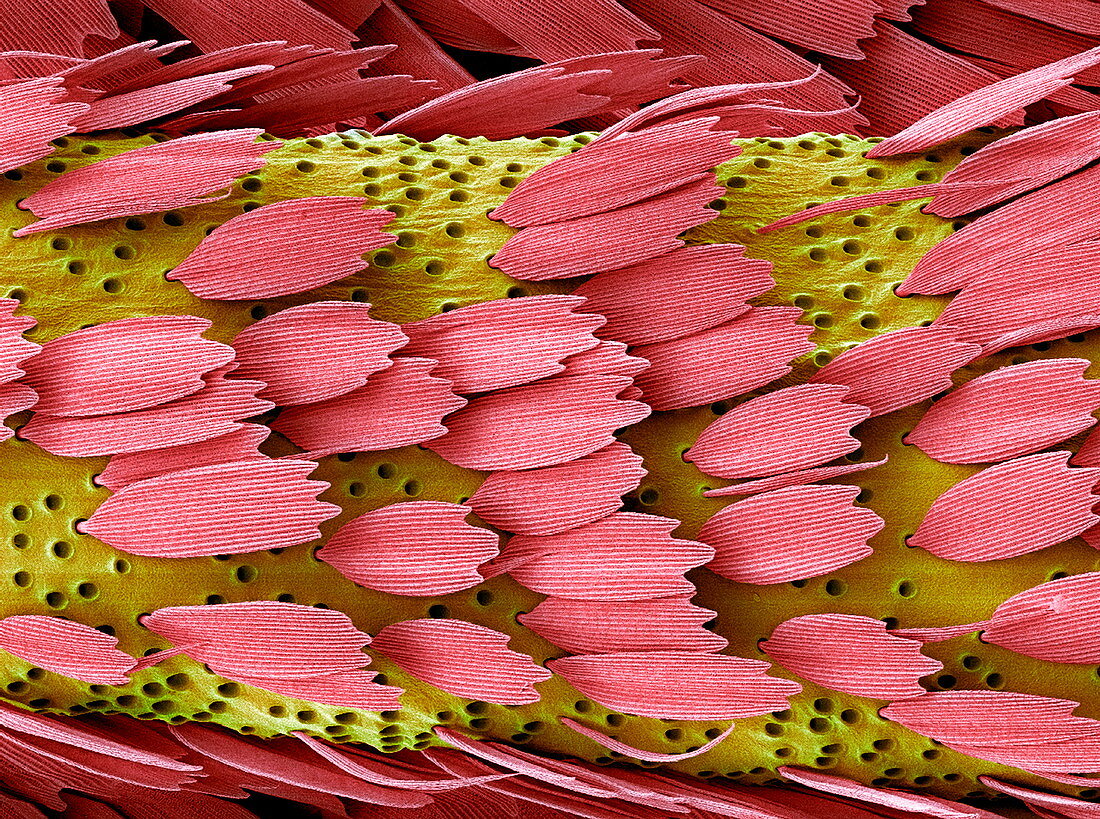 Moth antenna,SEM