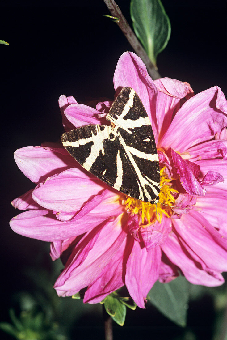 Jersey tiger moth