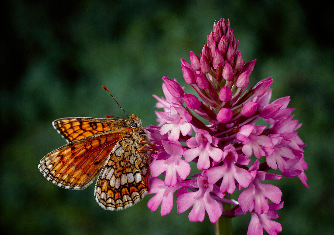 Macrophotograph of butterfly on flower