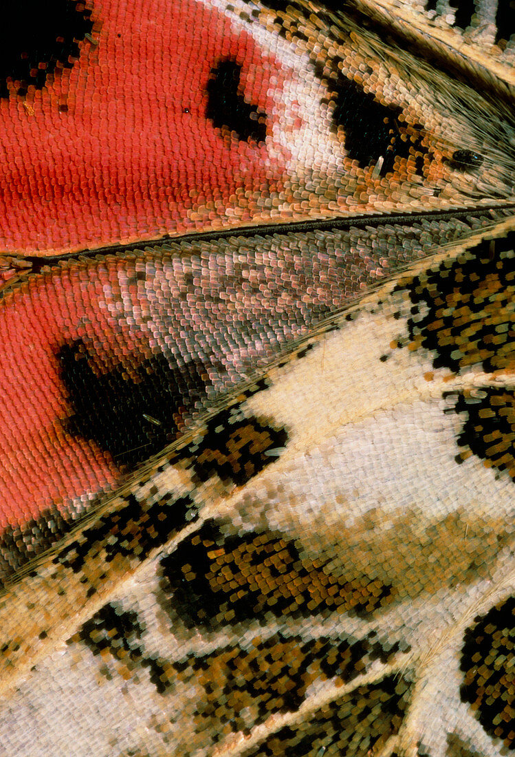 Macrophotograph of wing of painted lady butterfly