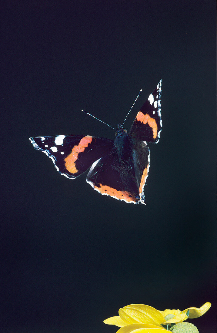 High-speed photo; red admiral butterfly in flight