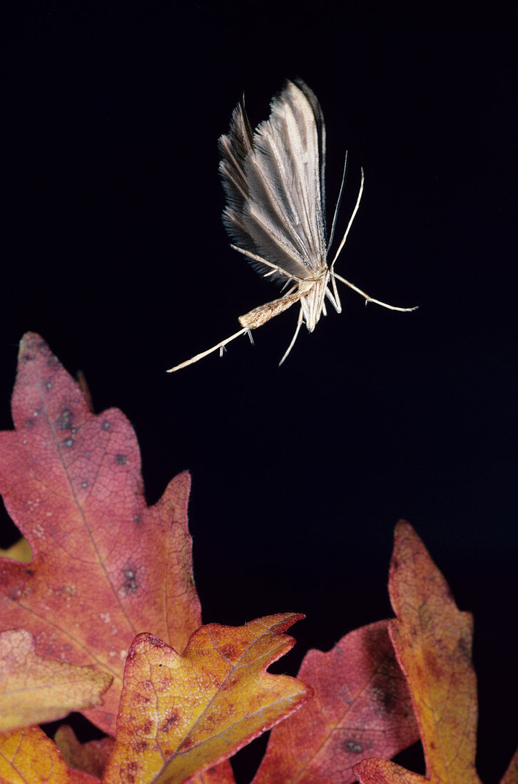 High-speed photo of a white plume moth in flight