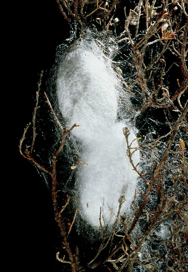 Silkworm (Bombyx mori) cocoons