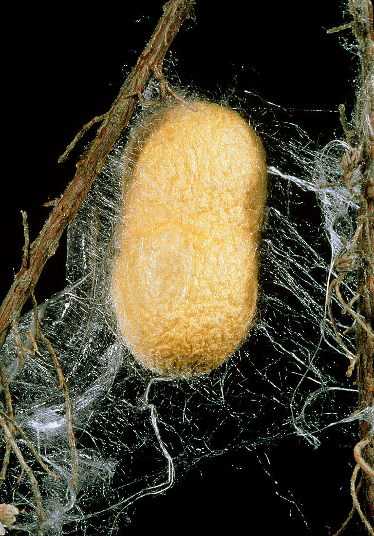 Silkworm (Bombyx mori) cocoon