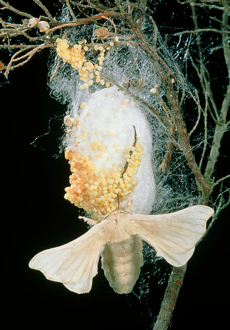 Silk moth (Bombyx mori) laying eggs on a cocoon