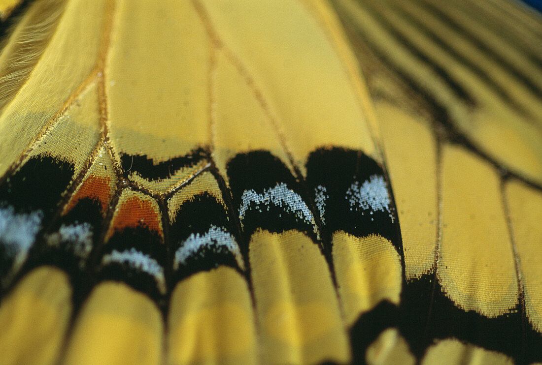 Swallowtail butterfly wing