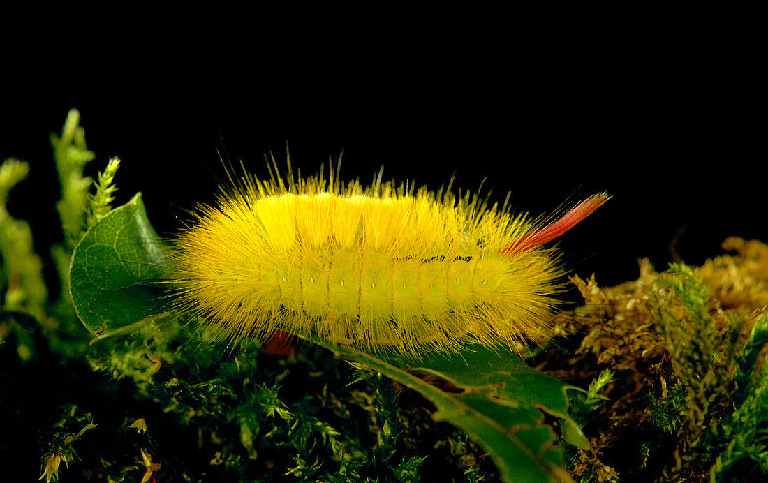 Pale tussock moth caterpillar
