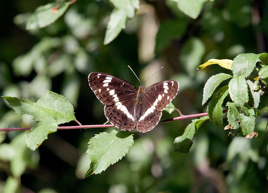 White admiral butterfly