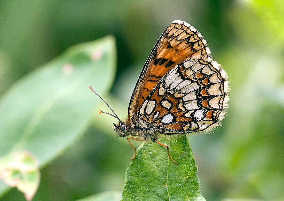Heath fritillary butterfly