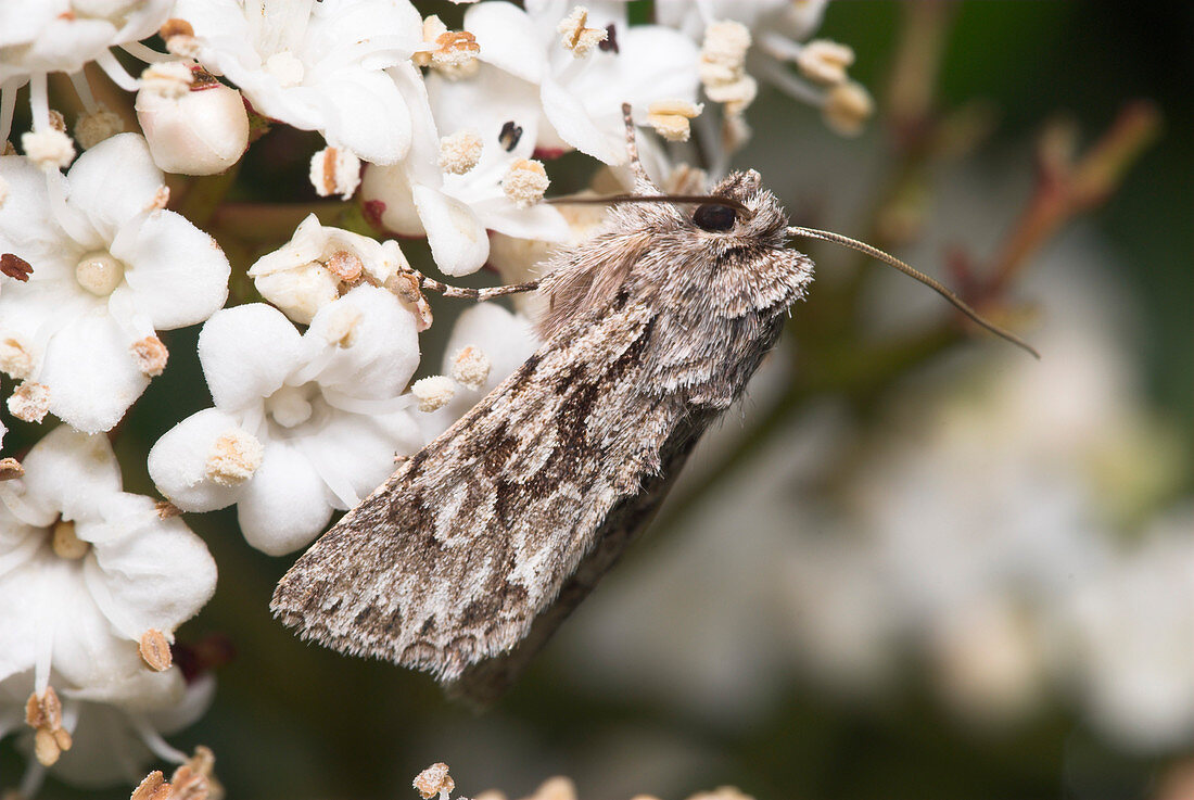 Early grey moth