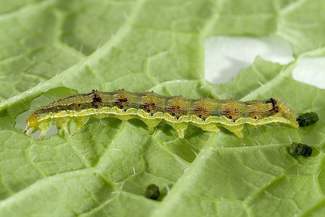 Old world bollworm caterpillar