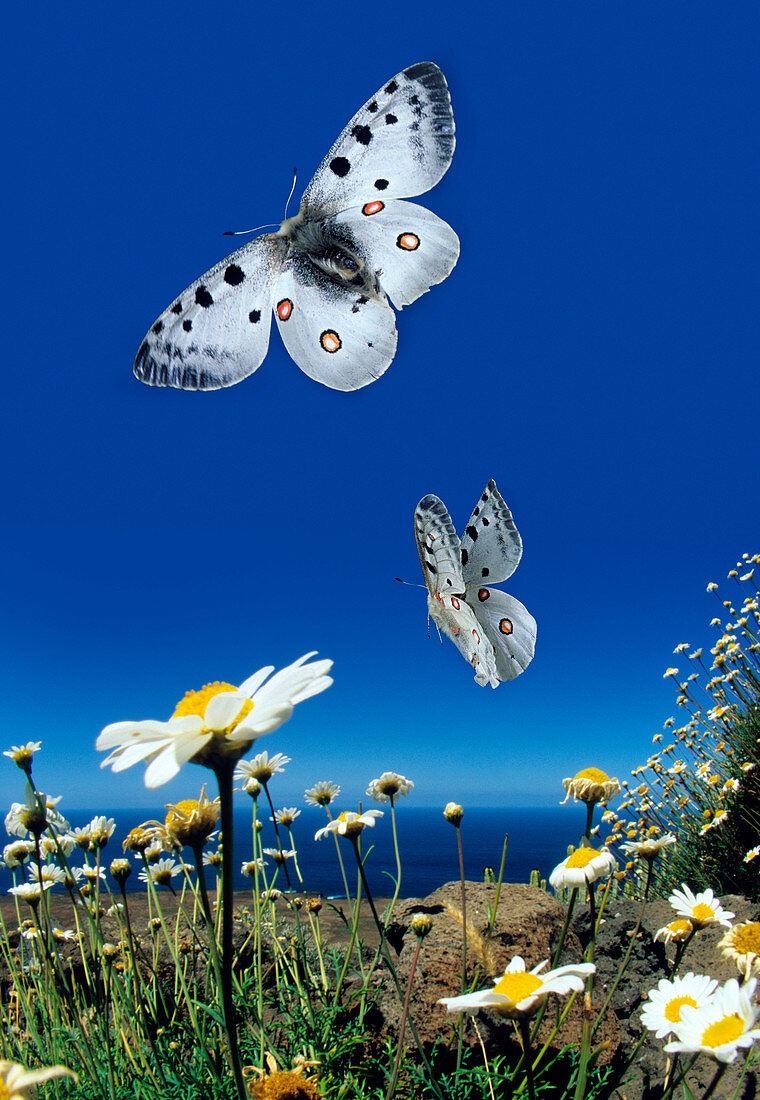 Apollo butterflies in flight