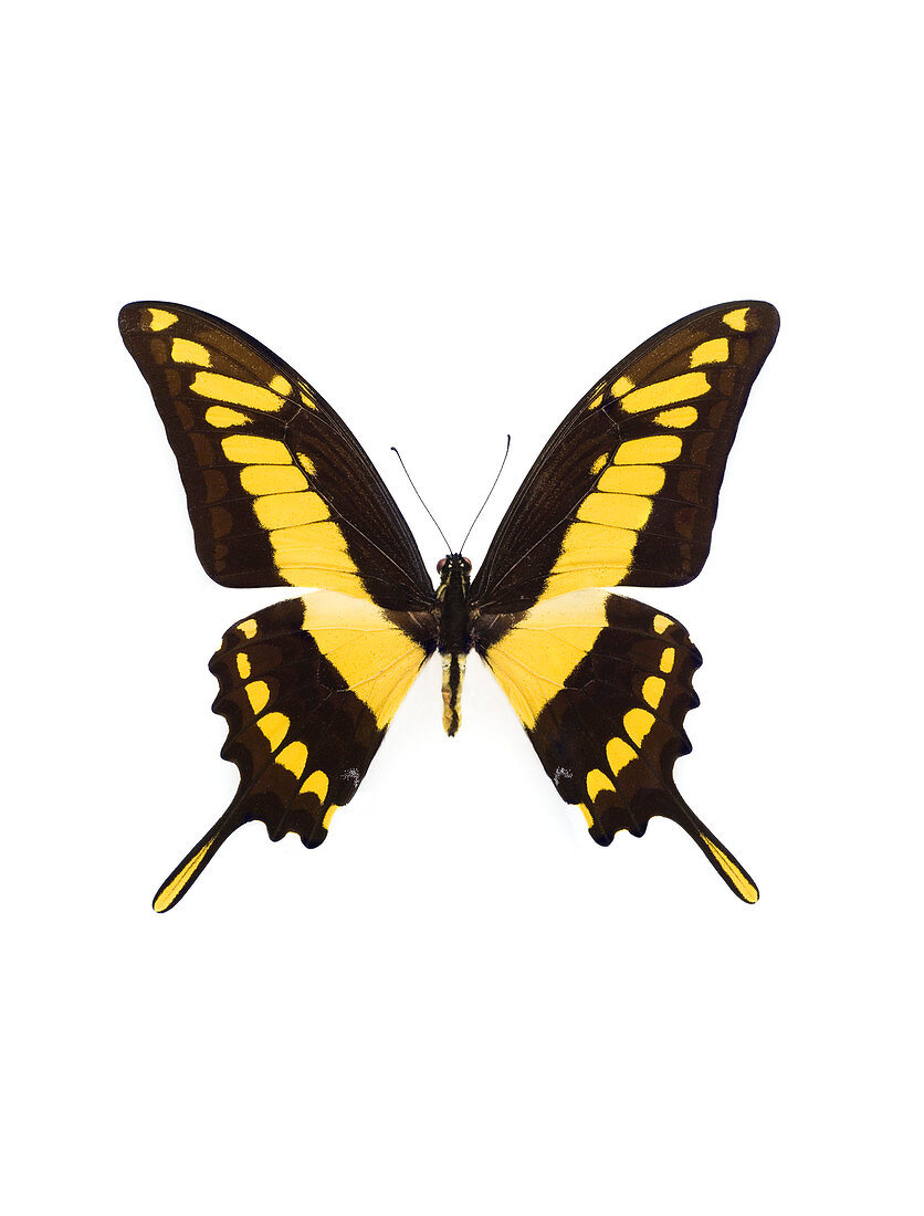 Swallowtail butterfly