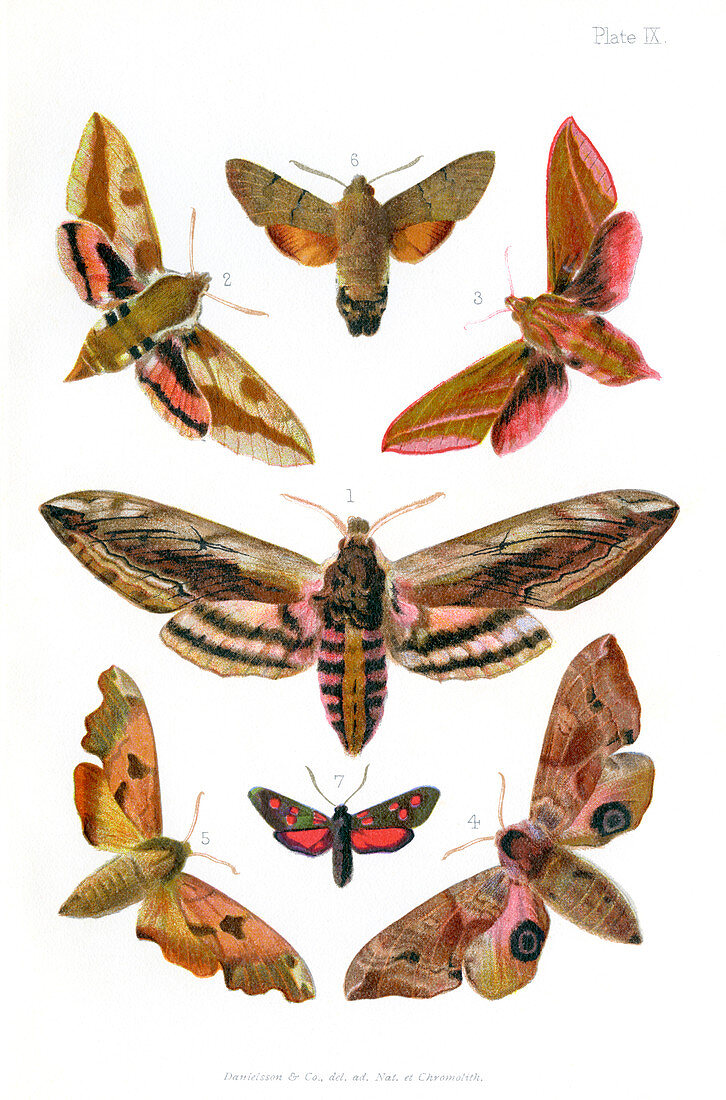 British moths,1897