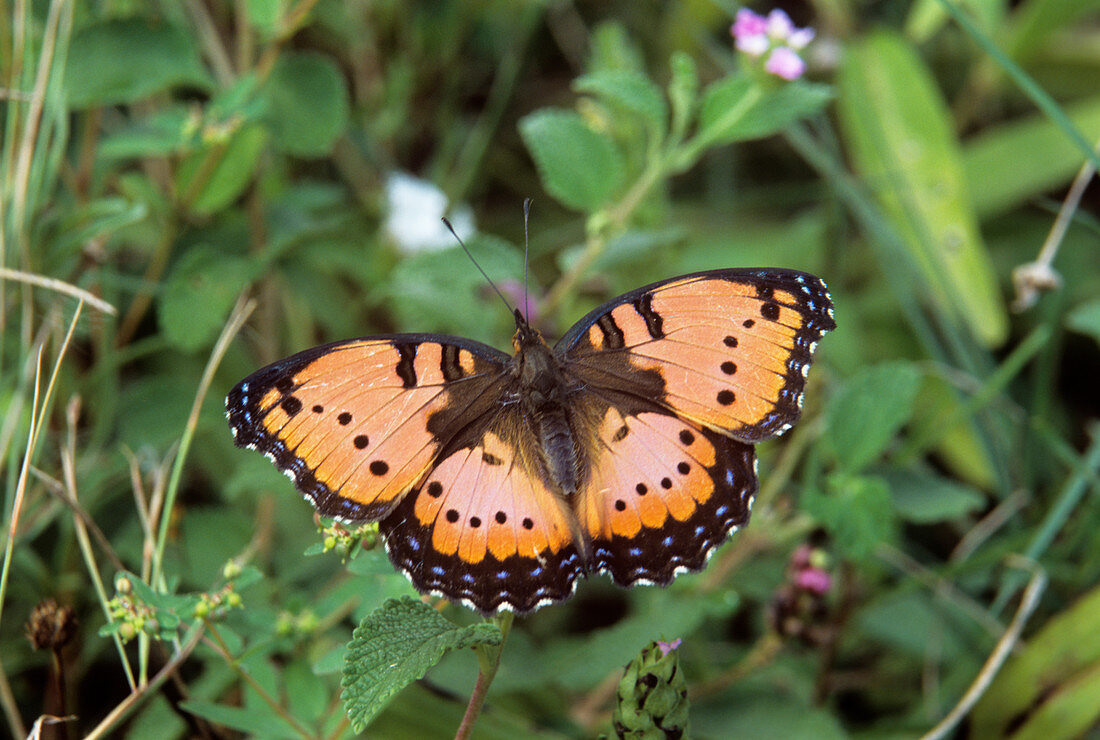 Gaudy commodore butterfly