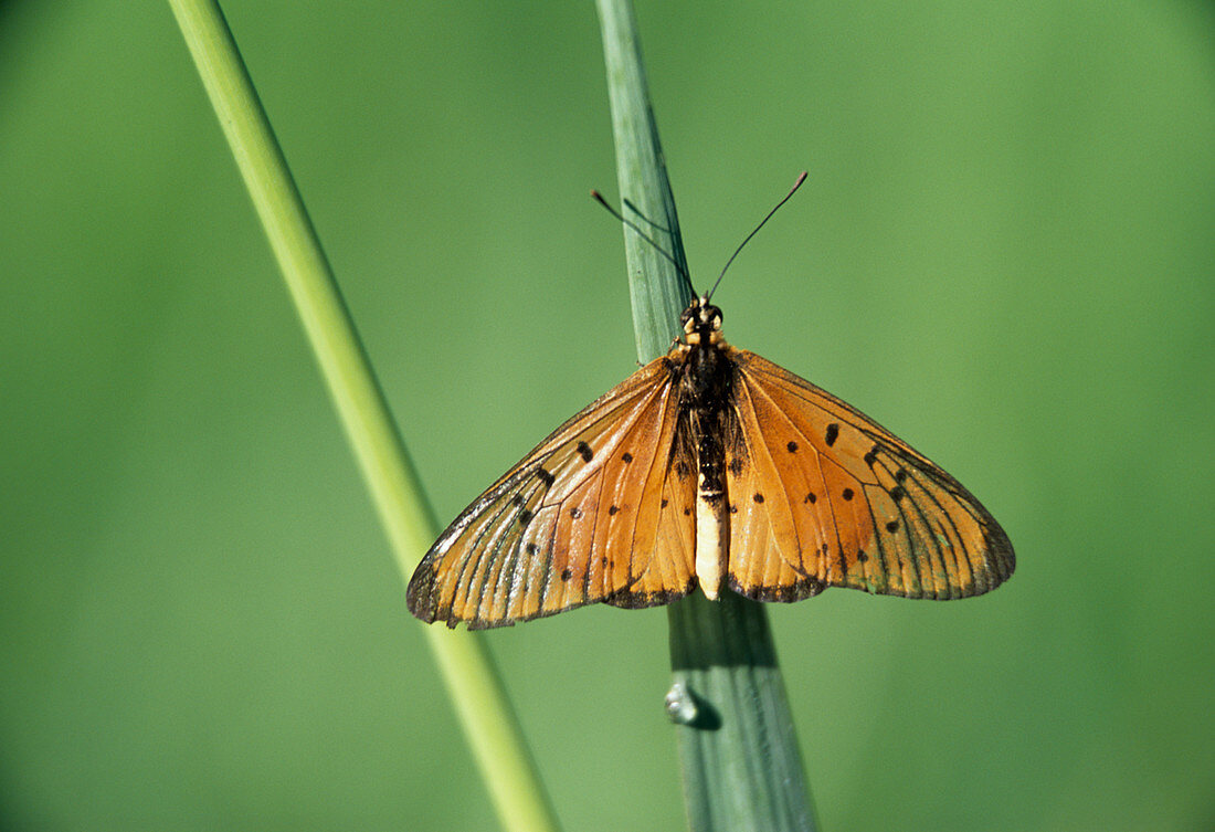 Acraea butterfly
