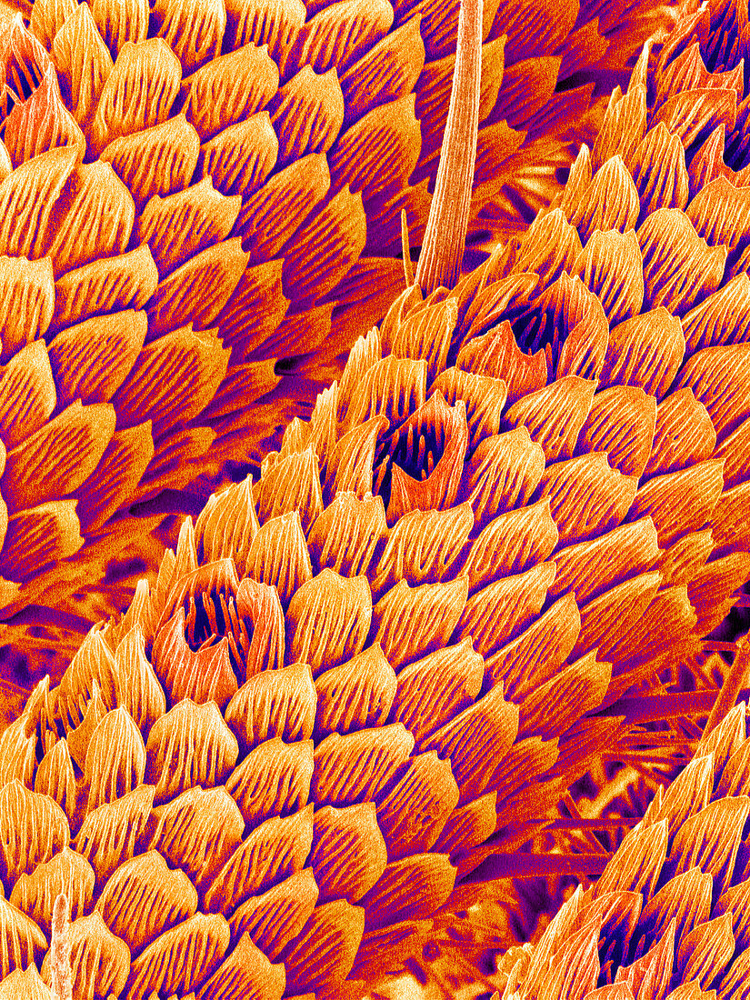 Smell receptors on a moth's antenna,SEM