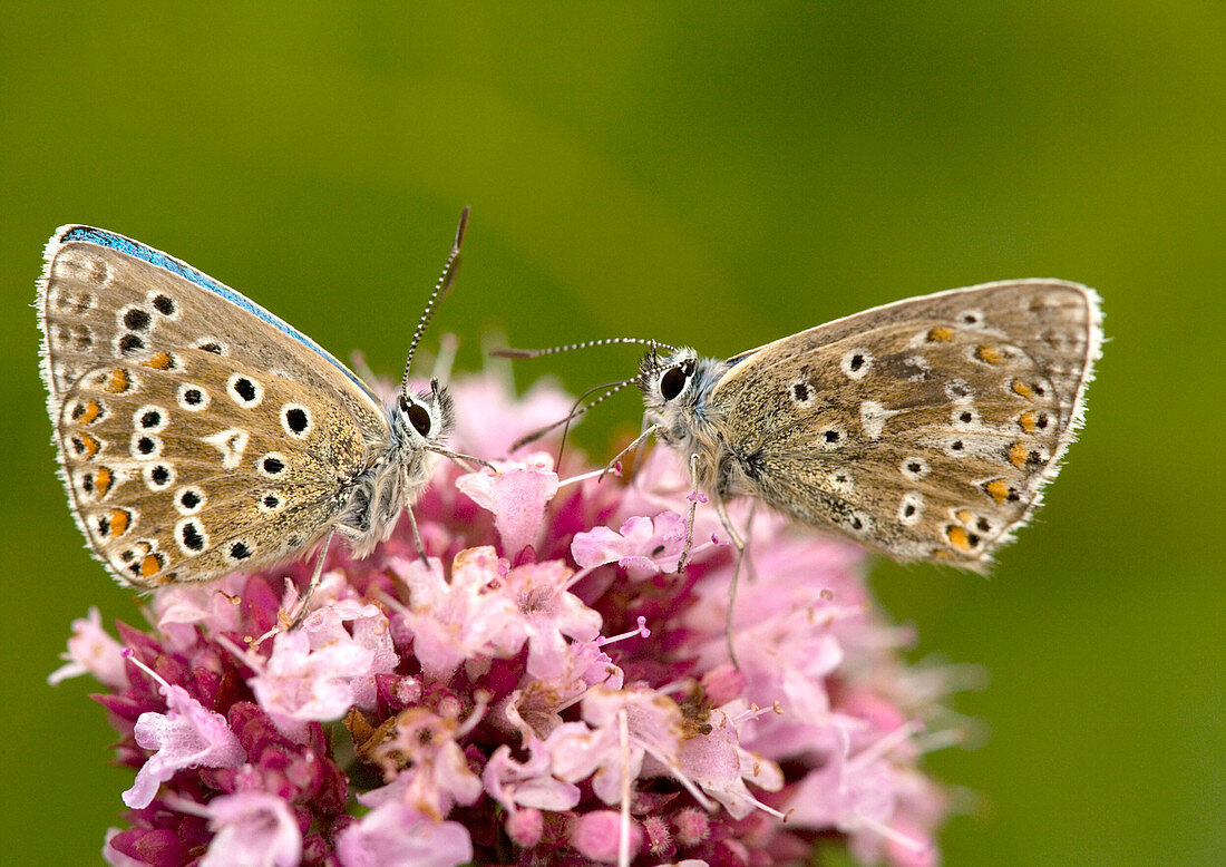 Male adonis blue butterflies